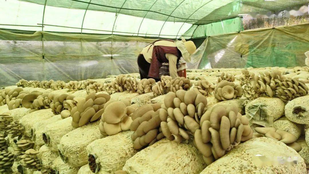 种植什么蘑菇致富_蘑菇致富种植方法_蘑菇致富种植图片