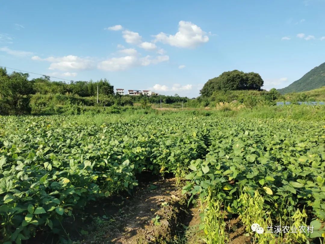 【薪农人云课堂】种植鲜食大豆新品种介绍