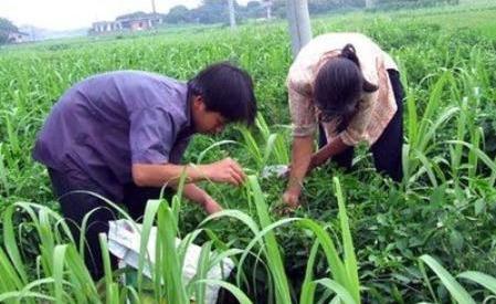 云南水浇甘蔗种植技术_云南甘蔗种植时间_云南甘蔗种植技术视频教程