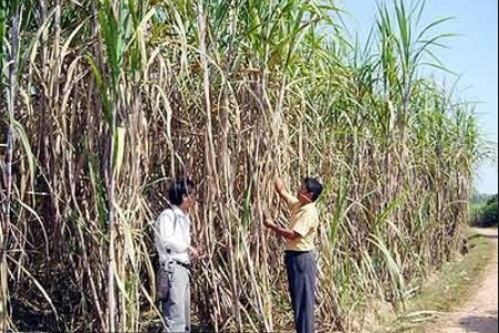 云南甘蔗种植技术视频教程_云南甘蔗种植时间_云南水浇甘蔗种植技术