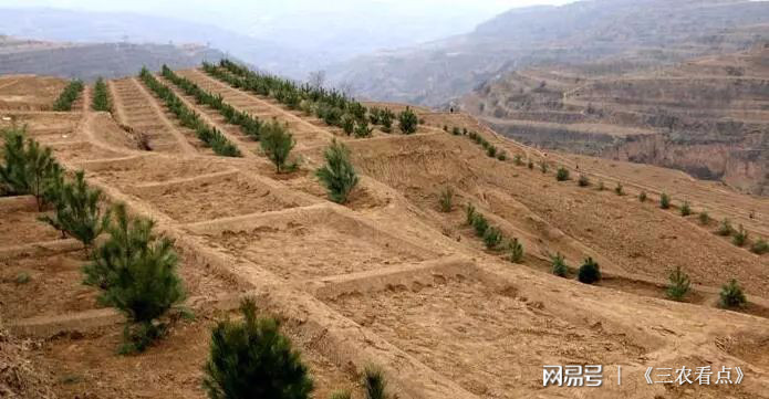 致富种植楸树图片_种植楸树有没有前景_致富种植楸树