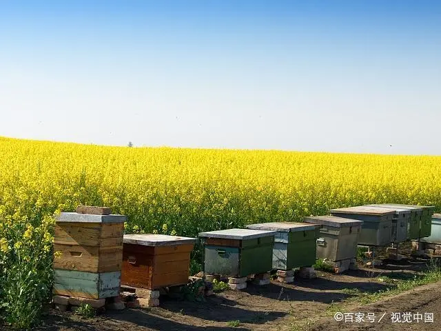 蜜蜂养殖需要哪些条件和注意事项？