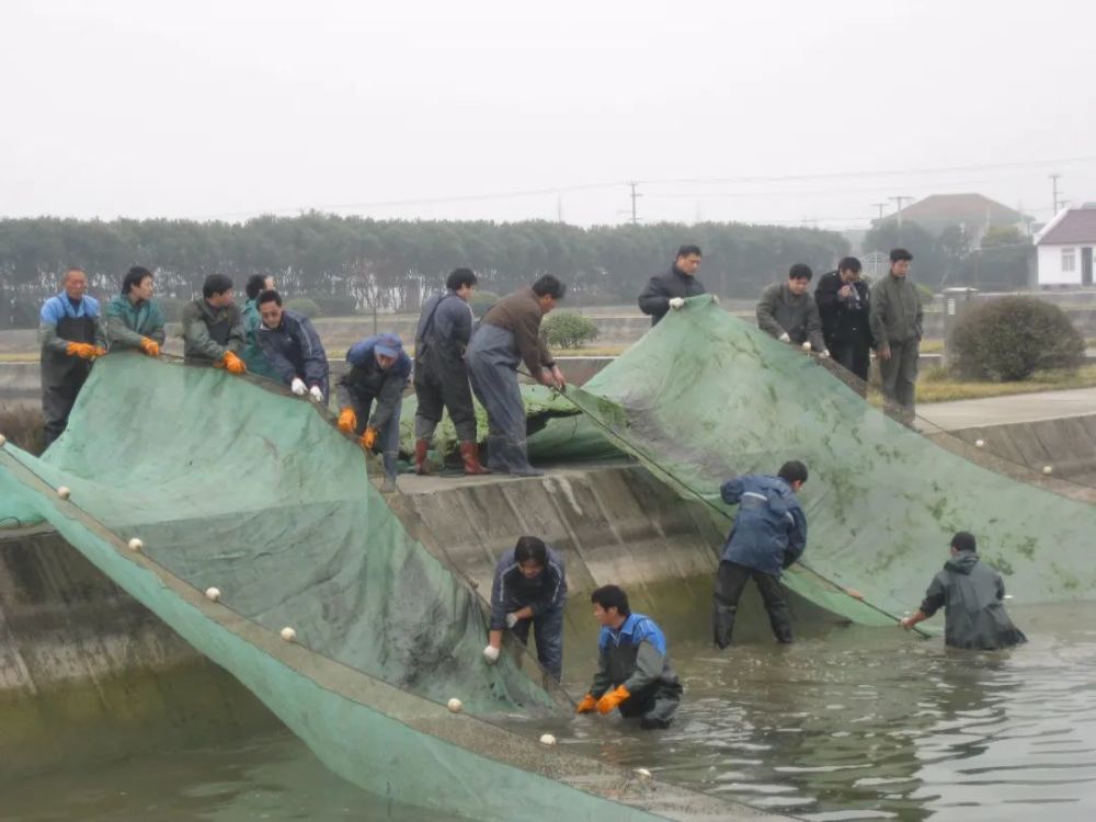 致富经养殖长江刀鱼_长江刀鱼养殖技术视频_长江刀鱼养殖场