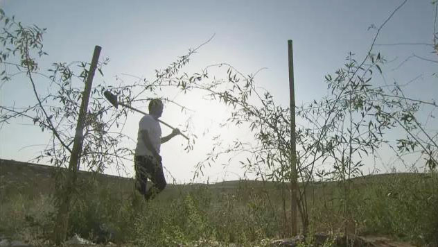 实用枸杞攻略 你不知道的种植秘密