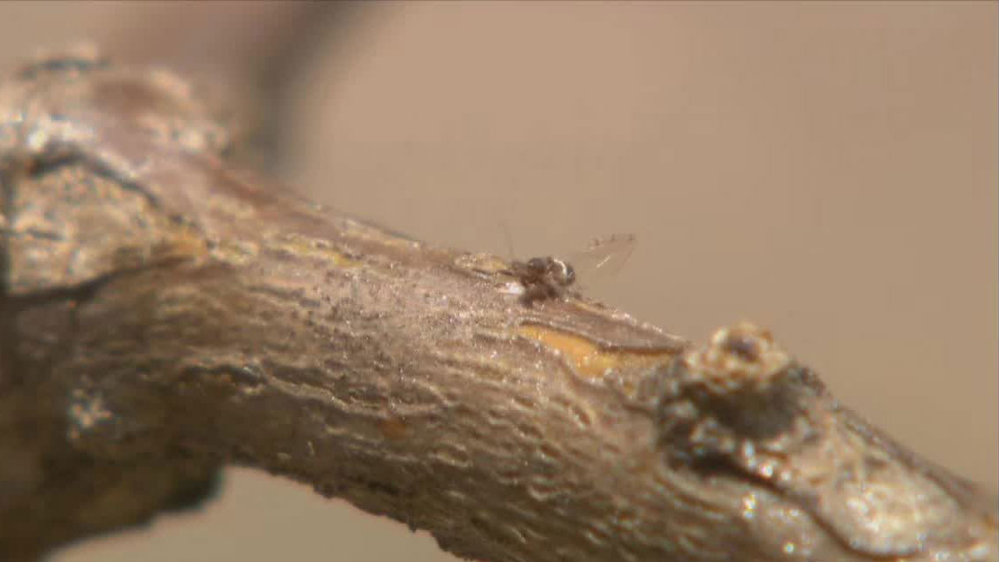 实用枸杞攻略 你不知道的种植秘密