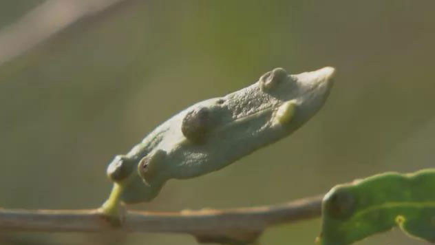 实用枸杞攻略 你不知道的种植秘密