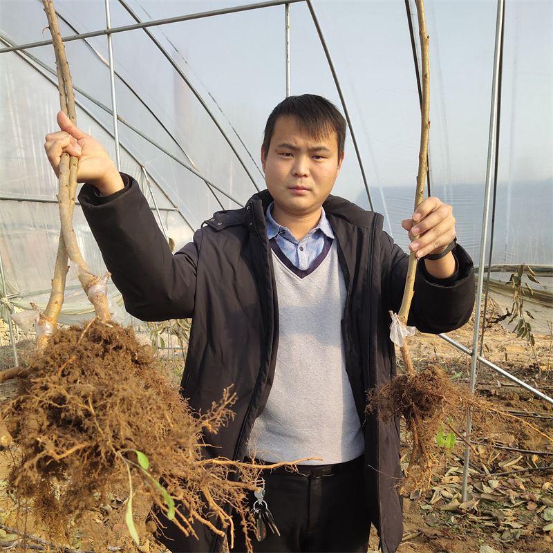 致富种植什么比较赚大钱_致富点子种植_致富好项目种植