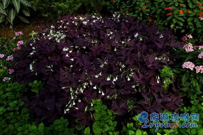 花卉园里的紫色叶子白色花朵的植物叫酢浆草，一种多年生草本植物还是不知道名字，花盲啊！