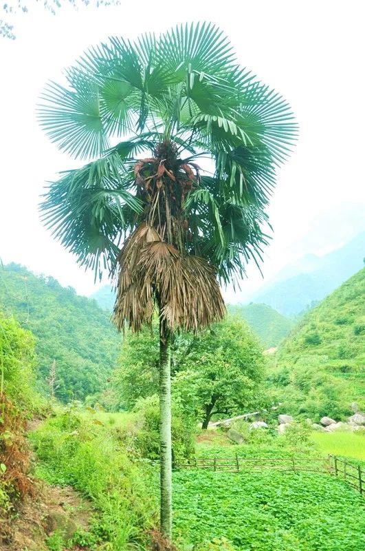 致富经笋壳鱼养殖视频_致富经之笋壳鱼_笋壳鱼的养殖技术视频