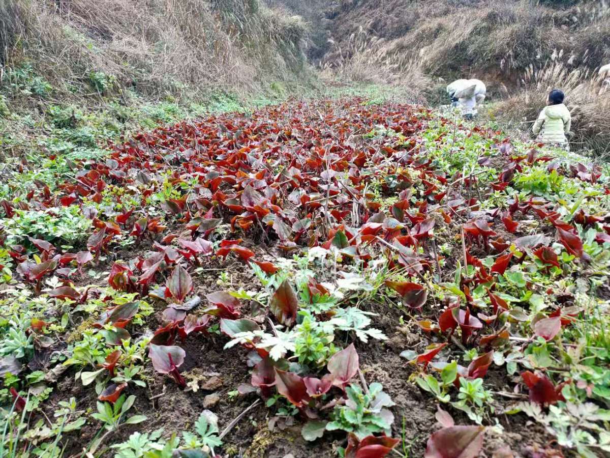 致富点子种植_种植致富新项目_致富好项目种植