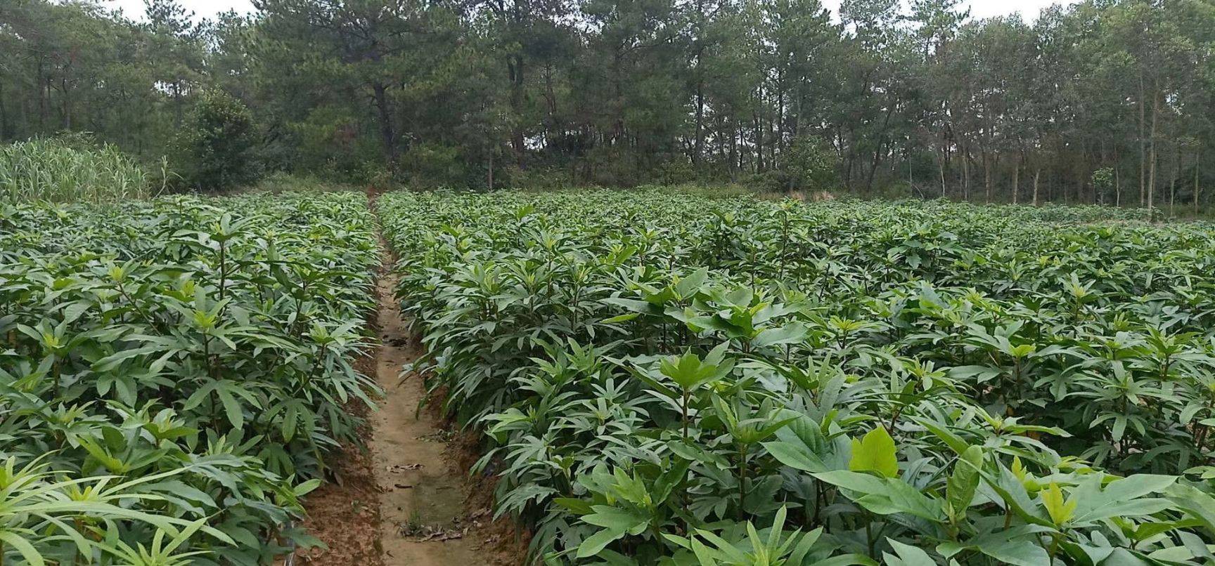 致富点子种植_种植致富新项目_致富好项目种植