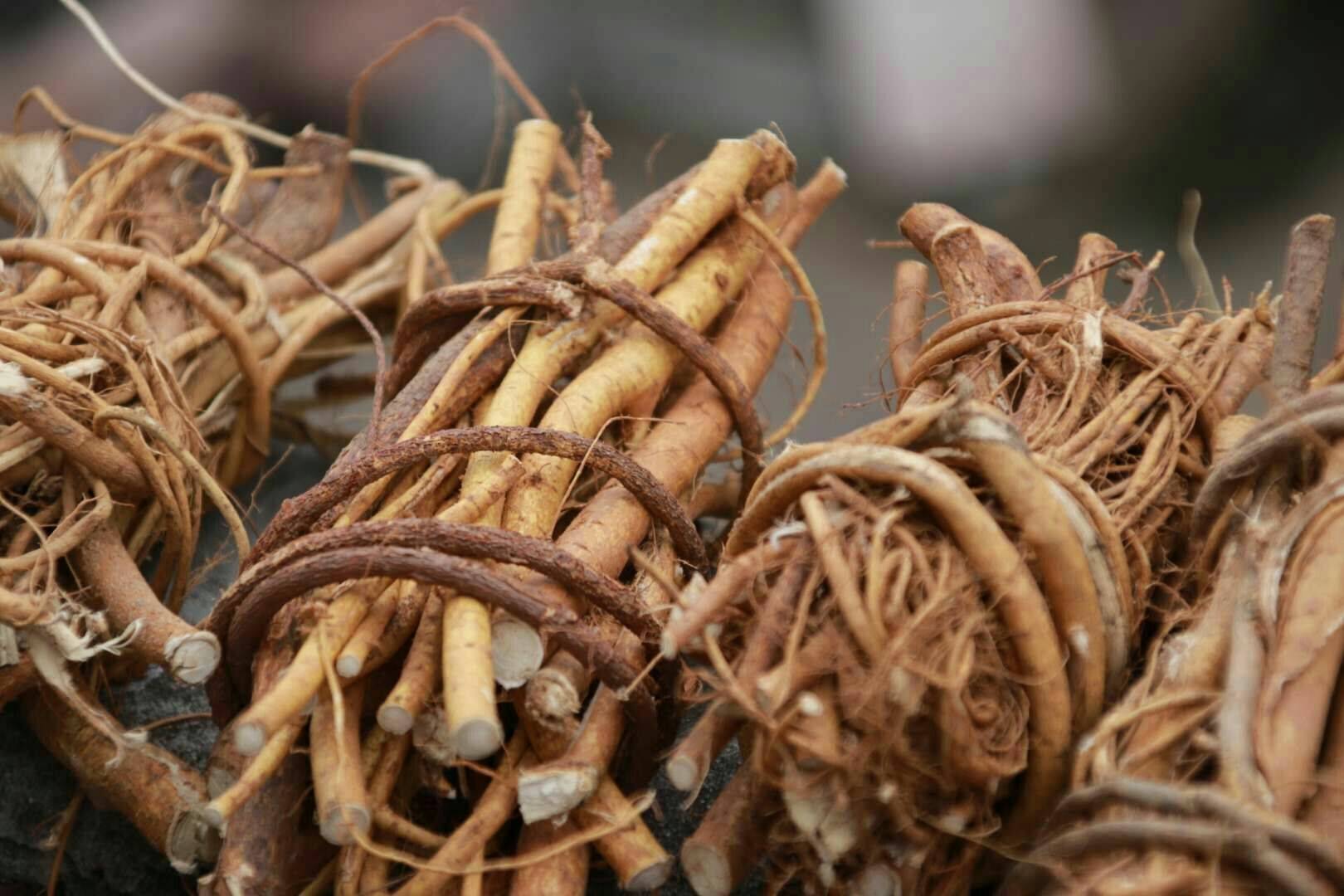 致富点子种植_致富好项目种植_种植致富新项目