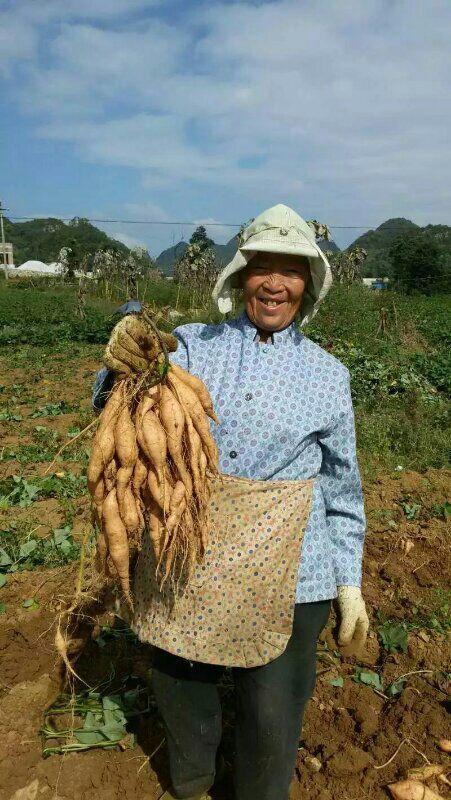 农民致富种植项目_安顺农民种植致富_致富种植农民安顺有补贴吗