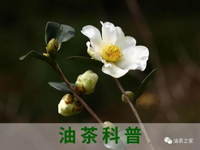 种植油茶树赚钱吗_油茶树种植技术介绍_种植油茶树的经济效益