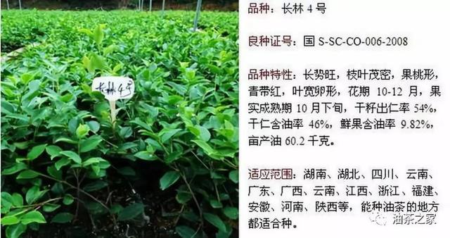 种植油茶树的经济效益_油茶树种植技术介绍_种植油茶树赚钱吗