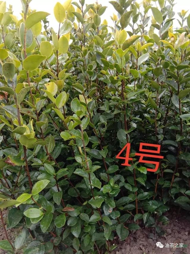 种植油茶树的经济效益_种植油茶树赚钱吗_油茶树种植技术介绍