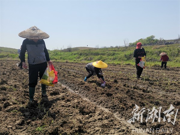 种植大豆技术时间要求_大豆的种植技术时间_大豆种植要点