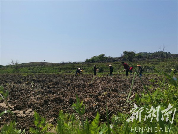 种植大豆技术时间要求_大豆种植要点_大豆的种植技术时间