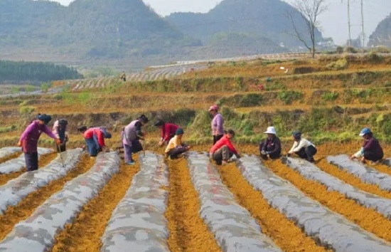 贞丰：丹参种植拓宽百姓致富路