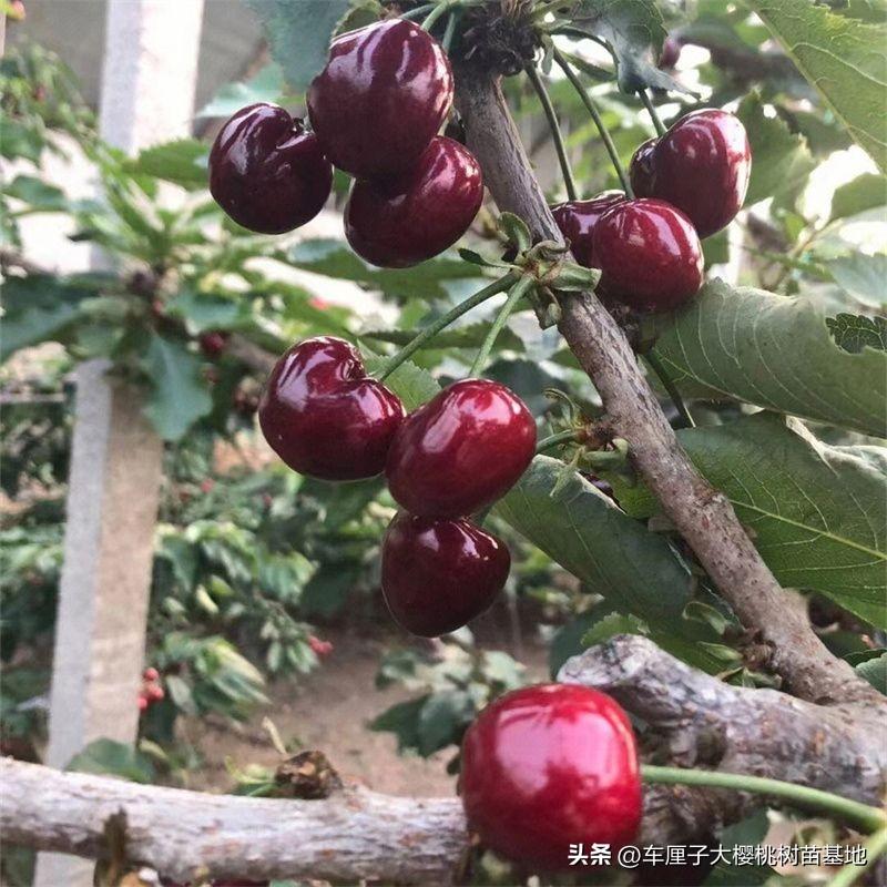 致富种植视频全集_致富点子种植_致富种植什么比较赚大钱