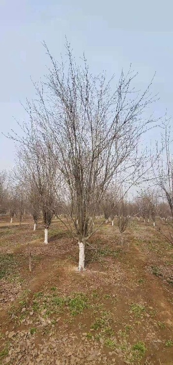 西府海棠种植技术_西府海棠种植_西府海棠栽植方案