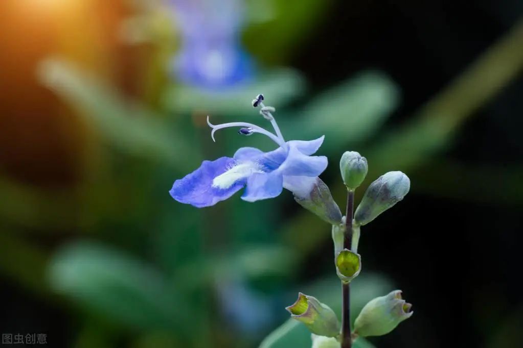 2020蔓荆子种植前景如何_蔓荆子亩种多少棵_蔓荆子种植致富