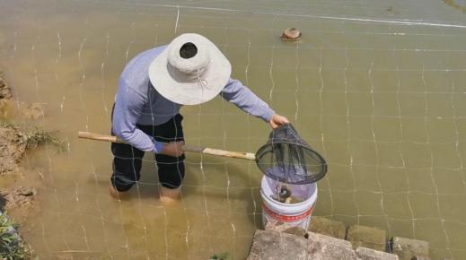 蔓荆子的种植_蔓荆子亩亩产成本利润_蔓荆子种植致富