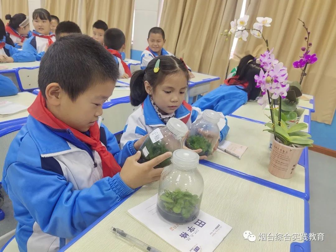 蝴蝶兰养殖技术视频_蝴蝶兰育苗方法视频_蝴蝶兰苗养殖技术