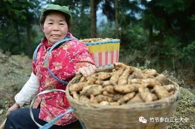 种植天麻的条件_有性天麻种植技术大全_种植天麻的功效与作用