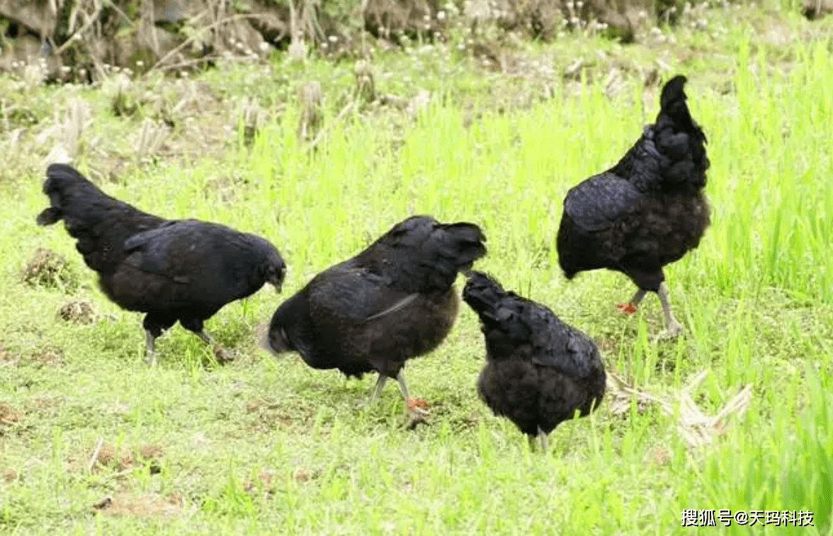 【天玛科技】乌鸡养殖的技术及注意事项