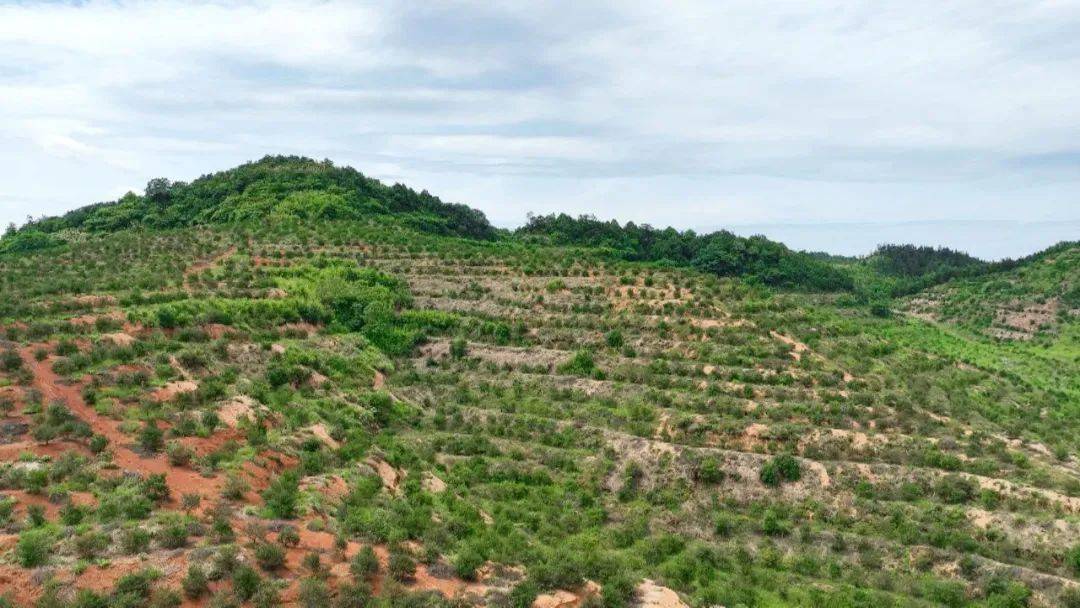 蔓荆子亩产量_蔓荆子种植致富_蔓荆子亩亩产成本利润