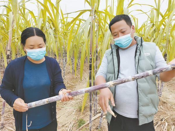 甘蔗种植致富宝_致富甘蔗种植宝箱图片_甘蔗种植赚钱吗