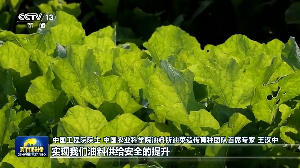 种植山葵收益_山葵种植技术视频_致富经种植山葵视频