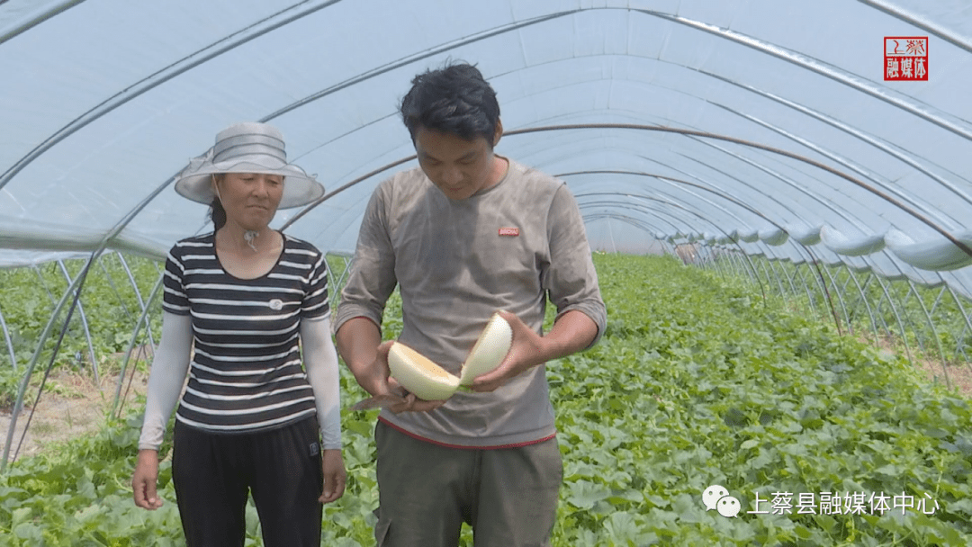 甜瓜高产种植技术_甜瓜种植致富增收_种甜瓜赚钱吗