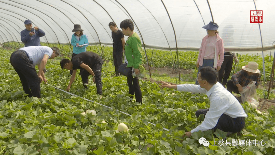 甜瓜种植致富增收_甜瓜高产种植技术_种甜瓜赚钱吗