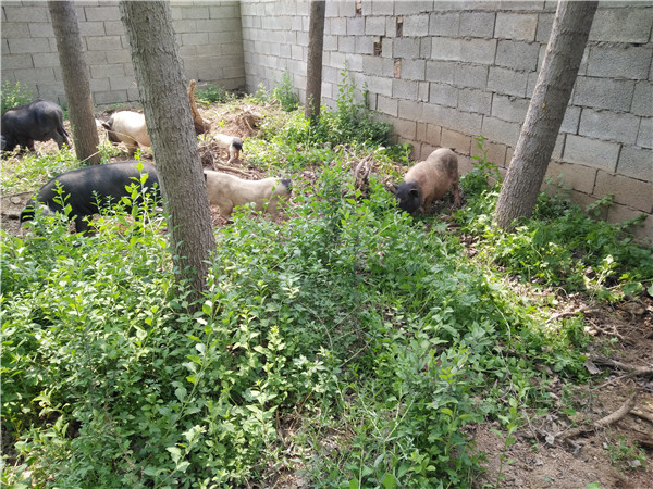 我想看巴马香猪养殖技术_巴马香猪的养殖前景_养殖巴马香猪致富经