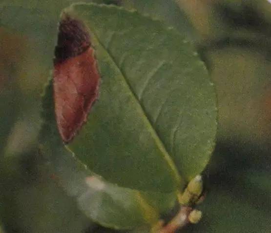 油茶树种植技术介绍_种植油茶树赚钱吗_种植树油茶介绍技术要点