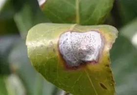 种植树油茶介绍技术要点_油茶树种植技术介绍_种植油茶树赚钱吗