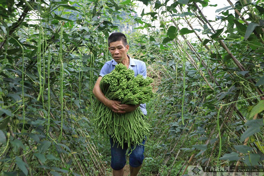 小豆角大“钱途” 柳州桐村村民种植豆角过上好日子