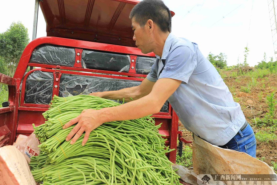 农广天地种植豆角技术视频_豆角种植致富项目_豆角种植利润