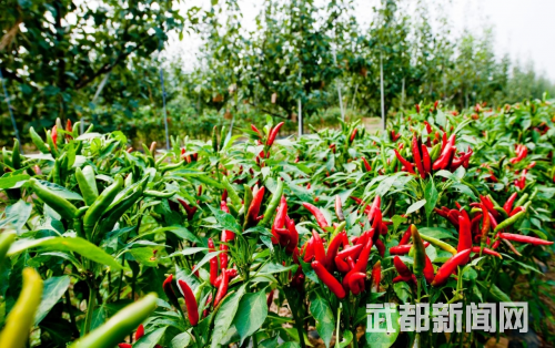 食材_茶叶菜谱大全窍门_茶叶致富经_致富经茶叶菜