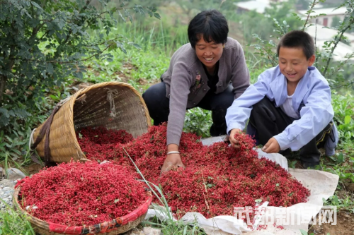 致富经茶叶菜_食材_茶叶菜谱大全窍门_茶叶致富经