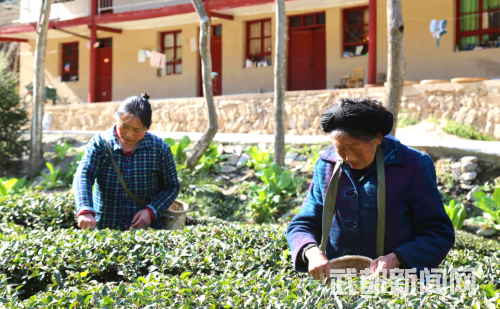 致富经茶叶菜_食材_茶叶菜谱大全窍门_茶叶致富经