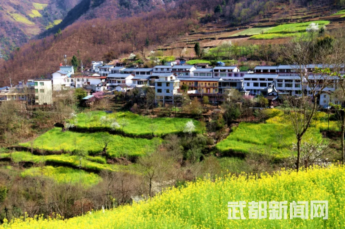 致富经茶叶菜_食材_茶叶菜谱大全窍门_茶叶致富经