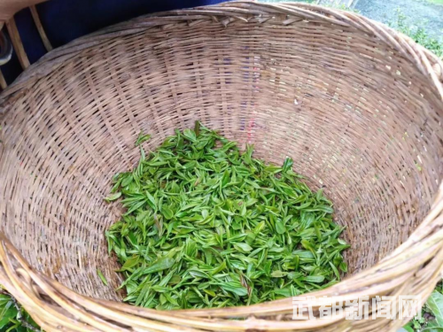 茶叶致富经_致富经茶叶菜_食材_茶叶菜谱大全窍门