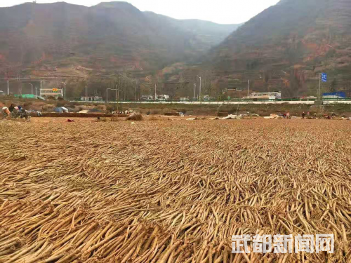 致富经茶叶菜_食材_茶叶菜谱大全窍门_茶叶致富经