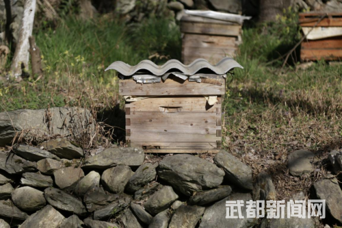 茶叶致富经_食材_茶叶菜谱大全窍门_致富经茶叶菜