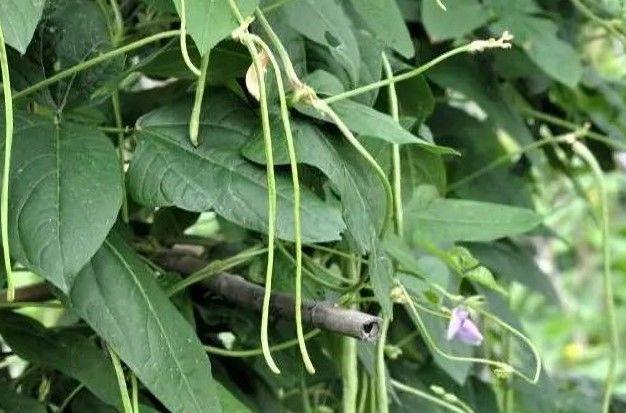 豆角种植利润_豆角种植致富项目_种植豆角的效益