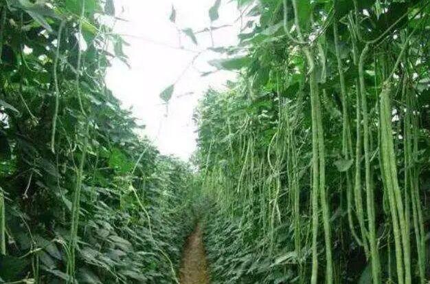 豆角种植利润_种植豆角的效益_豆角种植致富项目