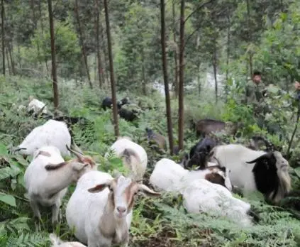 昆虫致富养殖增收措施_养殖昆虫增收致富_昆虫养殖项目